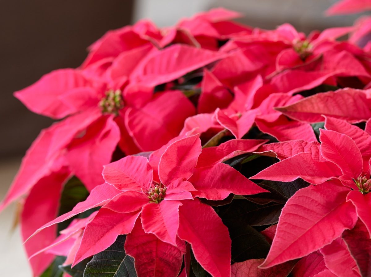 Princettia Dark Pink - Instant Ambiance - Poinsettia - Euphorbia