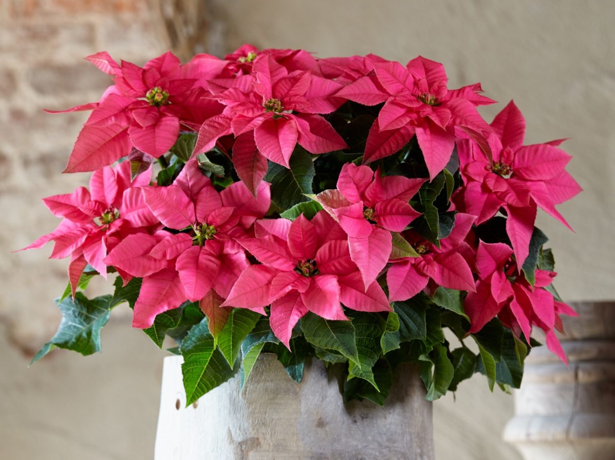 Princettia® - Instant Ambiance for home & garden - Poinsettia (Euphorbia)
