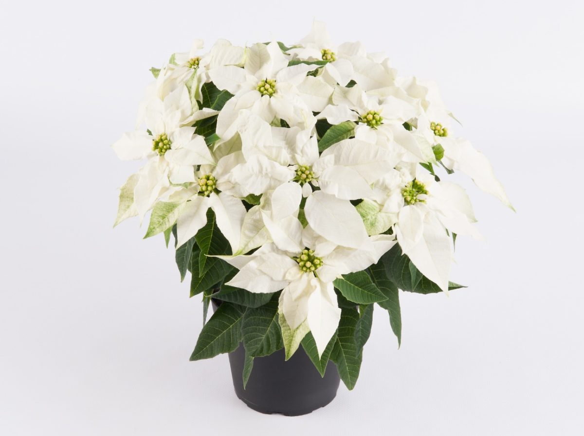 Princettia Pure White Instant Ambiance Poinsettia Euphorbia Pure White
